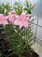 [1801 Canaletto No02.JPG]